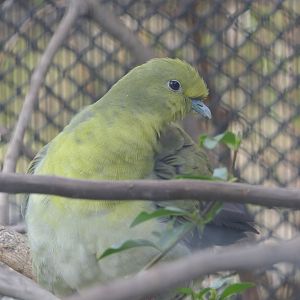 White-bellied Green Pigeon (Treron sieboldii)