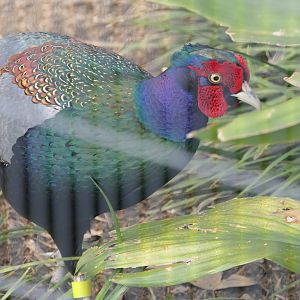 Japanese Green Pheasant (Phasianus versicolor)