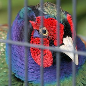 Japanese Green Pheasant (Phasianus versicolor)
