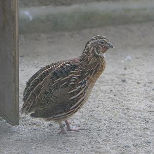 Japanese Quail (Coturnix japonica)