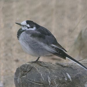Japanese Pied Wagtail (Motacilla alba lugens)