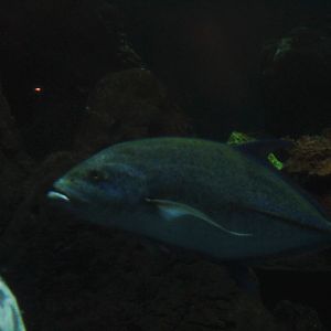 Bluefin trevally (Caranx melampygus)