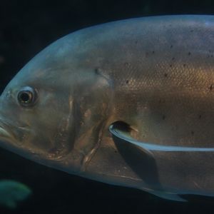 Tille trevally (Caranx tille)