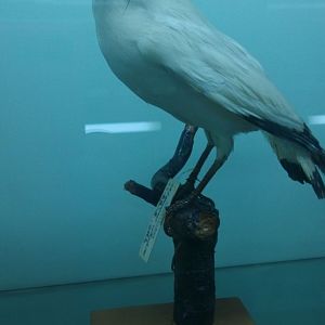 Bali Myna(Leucopsar Rothschildi)