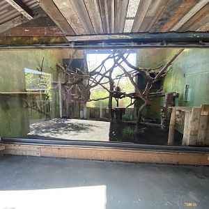 Indoor tree kangaroo enclosure