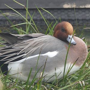 Eurasian Wigeon (Mareca penelope)