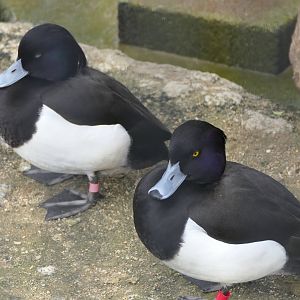 Tufted Duck (Aythya fuligula)