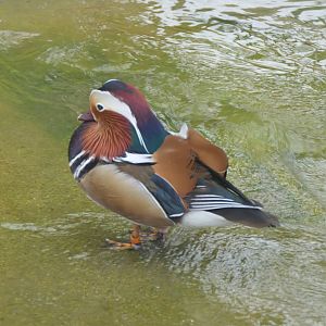 Mandarin Duck (Aix galericulata)