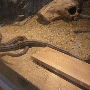 Japanese Striped Snake (Elaphe quadrivirgata)