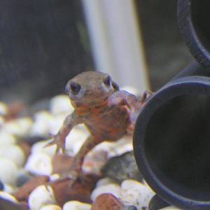 Japanese Fire-bellied Newt (Cynops pyrrhogaster)