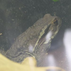 Japanese Common Toad (Bufo sp.)
