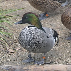 Falcated Duck (Mareca falcata)
