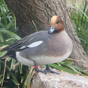 Eurasian Wigeon (Mareca penelope)