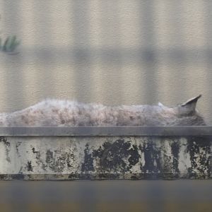 Eurasian Lynx (Lynx lynx)