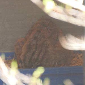 Tsushima Leopard Cat (Prionailurus bengalensis euptilurus)