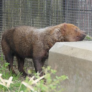 Bush Dog (Speothos venaticus)