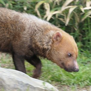 Bush Dog (Speothos venaticus)