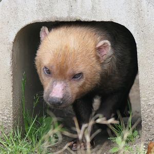 Bush Dog (Speothos venaticus)