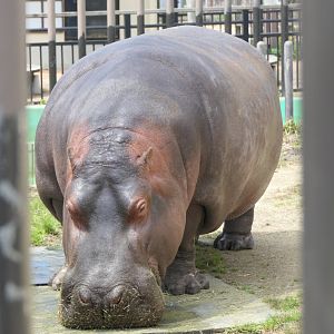 Common Hippopotamus (Hippopotamus amphibius)
