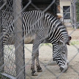 Grévy's Zebra (Equus grevyi)