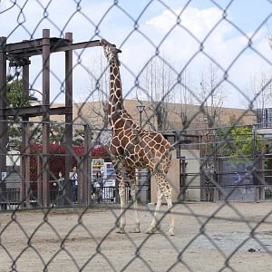 Reticulated Giraffe (Giraffa reticulata)