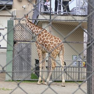 Reticulated Giraffe (Giraffa reticulata)