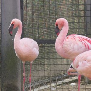 Lesser Flamingo (Phoeniconaias minor)