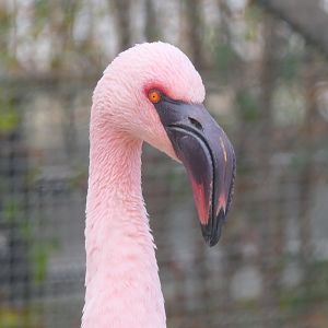Lesser Flamingo (Phoeniconaias minor)