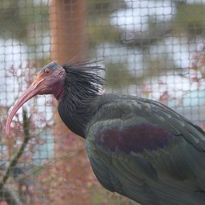 Northern Bald Ibis (Geronticus eremita)