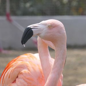 Chilean Flamingo (Phoenicopterus chilensis)