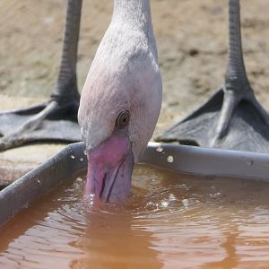 Greater Flamingo (Phoenicopterus roseus)