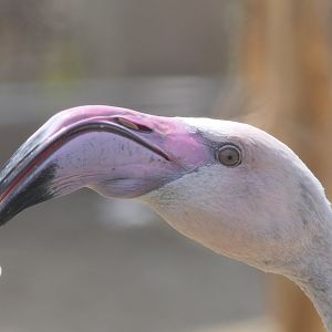 Greater Flamingo (Phoenicopterus roseus)