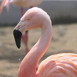 Chilean Flamingo (Phoenicopterus chilensis)