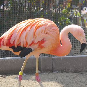 Chilean Flamingo (Phoenicopterus chilensis)