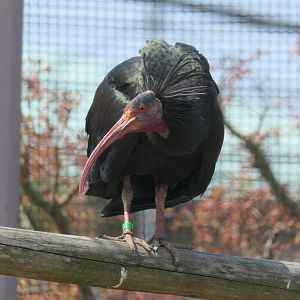 Northern Bald Ibis (Geronticus eremita)
