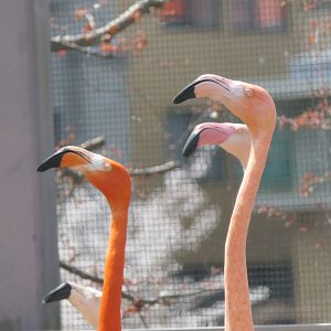 Caribbean Flamingo (Phoenicopterus ruber) and Greater Flamingo (Phoenicopterus roseus)