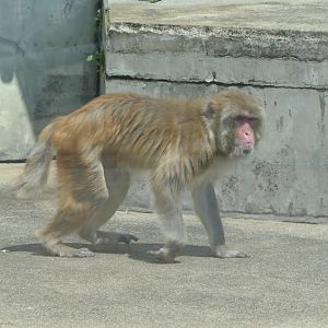 Rhesus Macaque (Macaca mulatta)