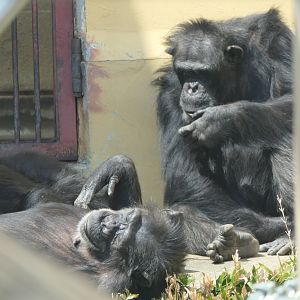 Western Chimpanzee (Pan troglodytes verus)