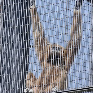 Lar Gibbon (Hylobates lar)