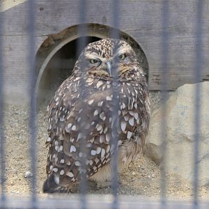 Burrowing Owl (Athene cunicularia)