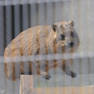 Cape Hyrax (Procavia capensis capensis)