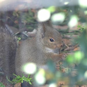 Japanese Squirrel (Sciuris lis)