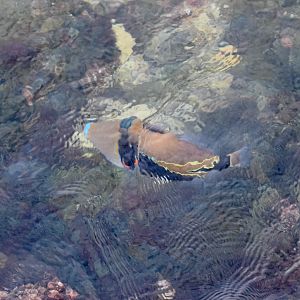 Wedgetail Triggerfish, Rhinecanthus rectangulus