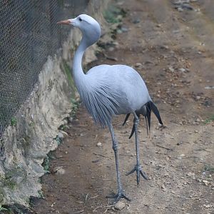 Blue crane (Grus paradisea)