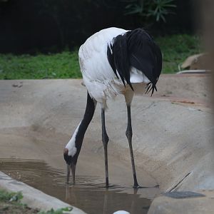 Red-crowned crane (Grus japonensis)