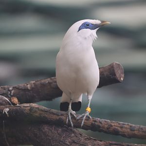 Bali myna (Leucopsar rothschildi)