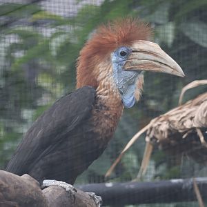 Yellow-casqued hornbill (Ceratogymna elata)