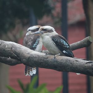 Laughing kookaburra (Dacelo novaeguineae)