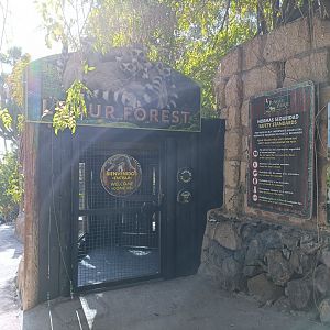 Ring-tailed lemur walkthrough