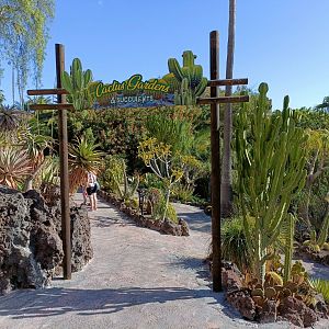 Cactus gardens